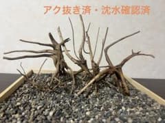 RR-378 流木 ブランチウッド アクアリウム 沈水確認済 - メルカリ