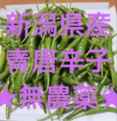新潟県産 青唐辛子 生唐辛子300g 鷹の爪 辛いのサムネイル