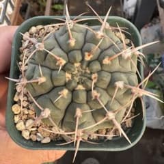 サボテンバッテリー実生苗，(1) - メルカリ