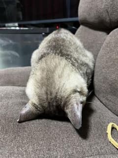 ゆいP様専用ページのサムネイル