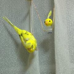 稲葉朋生様専用のサムネイル