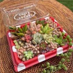 多肉植物 気まぐれミニサイズ  set  aのサムネイル