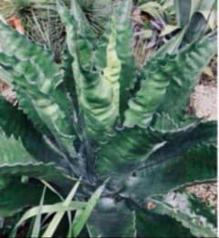 耐寒性アガベ ベルビル大苗◇ドライガーデン多肉サボテン　ユッカ　ヤシ　アロエ南国 耐寒性アガベ ベルビル◇南国ドライガーデン多肉フェロックス