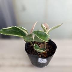 観葉植物 ホヤ サクララン リップカラー 斑入り 3本 抜き苗 ④ - メルカリ