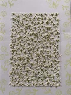 押し花　ユーフォルビアダイアモンドスノー　ハガキサイズ大のサムネイル