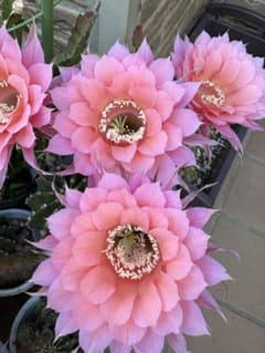 13 花サボテン カキコ1個 - メルカリ
