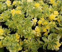 多肉植物 斑入りタイトゴメ レア多肉のサムネイル