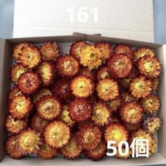 161☆貝細工 ヘリクリサム ドライフラワー 50個 - メルカリ