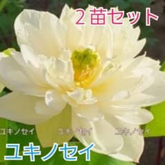 【 花蓮 】 雪の精 （ ユキノセイ ）小型品種　花蓮　蓮　蓮根　２苗セットのサムネイル