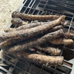 青森県産春堀り長芋のサムネイル