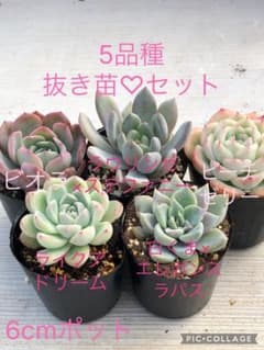 多肉植物 バンプ♡抜き苗セット 多肉植物 5品種♡抜き苗セット - メルカリ