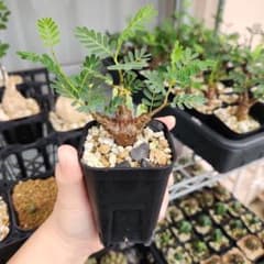 鉢ごと発送 センナ・メリディオナリス 実生株 - メルカリ