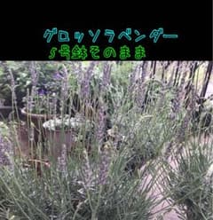 グロッソラベンダー苗5号鉢そのまま❁⃘*.゜今ならおまけ付きのサムネイル