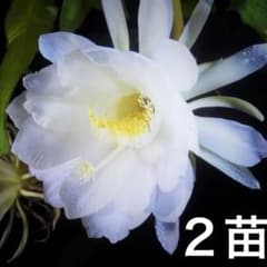 月下美人苗　一夜限りの幻想的な花　⑥ 月下美人苗 一夜限りの幻想的な花 ③ - メルカリ