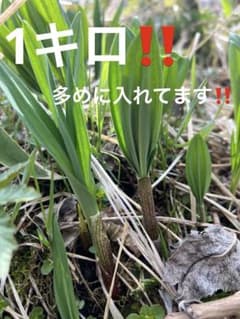 新鮮アイヌネギ！行者にんにく！１キロ！のサムネイル