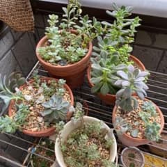多肉植物 色々のサムネイル