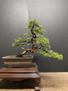 真柏盆栽 捻転舎利中品盆栽丁寧な作り 黒松五葉松紅葉 - メルカリ