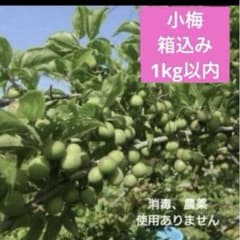 小梅 箱込み1kg以内 消毒、農薬不使用のサムネイル