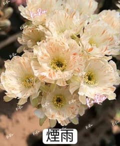 85-煙雨 超人気花サボテン ロビビア属 群開花 カキコ付き 開花見込み