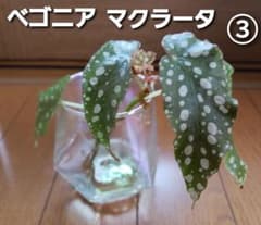 ベゴニア マクラータ ③のサムネイル
