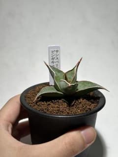 サンスベリア ピングイキュラ 鉢ごと発送のサムネイル