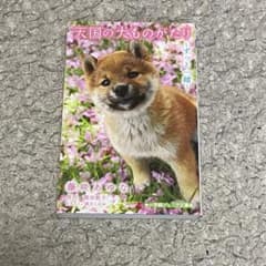 天国の犬ものがたり ～ずっと一緒～のサムネイル