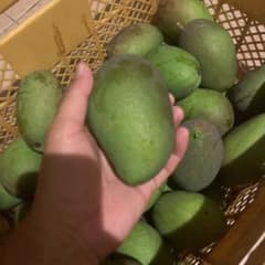 即発送します】宮崎県産摘果マンゴー5kg 青マンゴーグリーンマンゴー