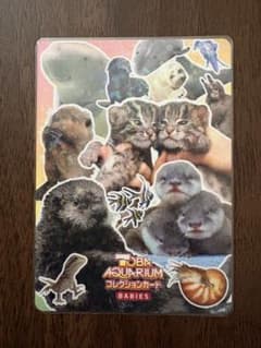 鳥羽水族館 コレクションカード レア とばすい赤ちゃん大集合！のサムネイル