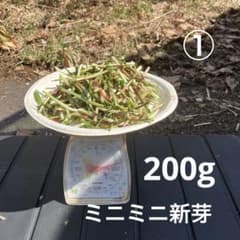 ① 4/12行者ニンニク ミニミニ新芽200gのサムネイル