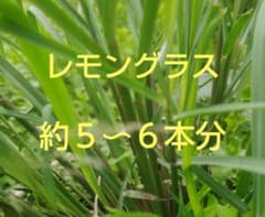 レモングラス　切り苗　５〜６本分のサムネイル
