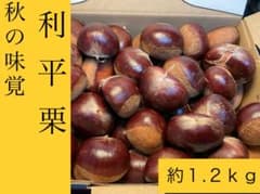 【秋の味覚】　栗 　生栗　利平栗　約1.2kg　無農薬　和栗　果物のサムネイル