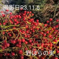 野ばらの実　約10センチ〜約15センチ長さいろいろ     100本のサムネイル