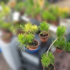 珍品!!・突然変異種、黒松(黄葉苗) 一鉢 - メルカリ