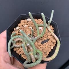 多肉植物　アナカンプセロス　ウスツラータのサムネイル