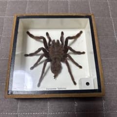 タランチュラ 標本 木製ケース入り - メルカリ