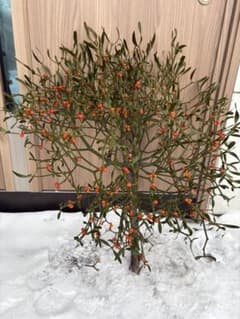 ヤドリギ 親木付き 赤、オレンジ色の実 - メルカリ