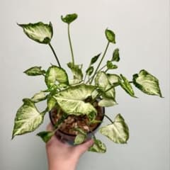 シンゴニウム シュリンクハート 2株のサムネイル