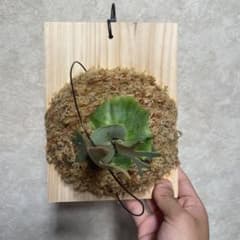 P. willinckii 'Nano' pup OC株 ビカクシダ 板付 - メルカリ