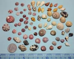 天然巻貝殻 詰め合わせ No59のサムネイル
