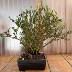 白丁花盆栽のサムネイル