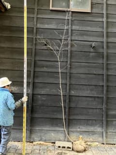 山採り ヤマモミジ クロモジ 混合株 - メルカリ