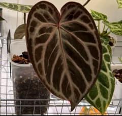 熱帯植物 アンスリウム SKG シルバー 超ラメ脈 | Faites vos achats