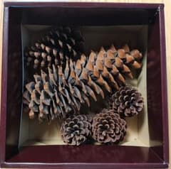 大量！松ぼっくり 4.5kgセット 希少・巨大】松ぼっくり 5個セット（最大30cm）インテリア