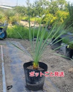 173、ユッカロストラータ70 ポットごと発送 - メルカリ