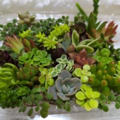 多肉植物カット苗のサムネイル