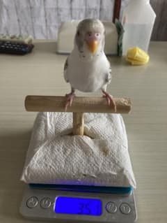 確認用のサムネイル