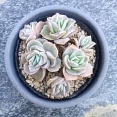 多肉植物 ラブリーローズ 抜き苗 6個 - メルカリ