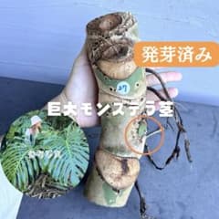 巨大モンステラ 極太 発芽 茎 22cm No.27 - メルカリ