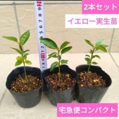 イエロー パッションフルーツ実生苗 2本セット 宅急便コンパクト