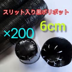 スリット入り　黒　ポリポット　6cm　多肉付き　200個のサムネイル